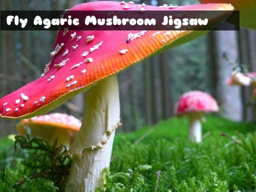 Fly Agaric Mushroom Battle Arena